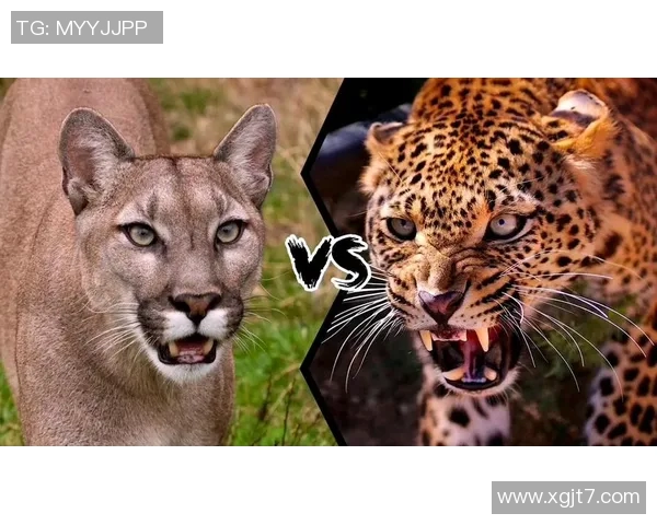 阿特拉斯与美洲狮对决前瞻分析及竞猜策略分享